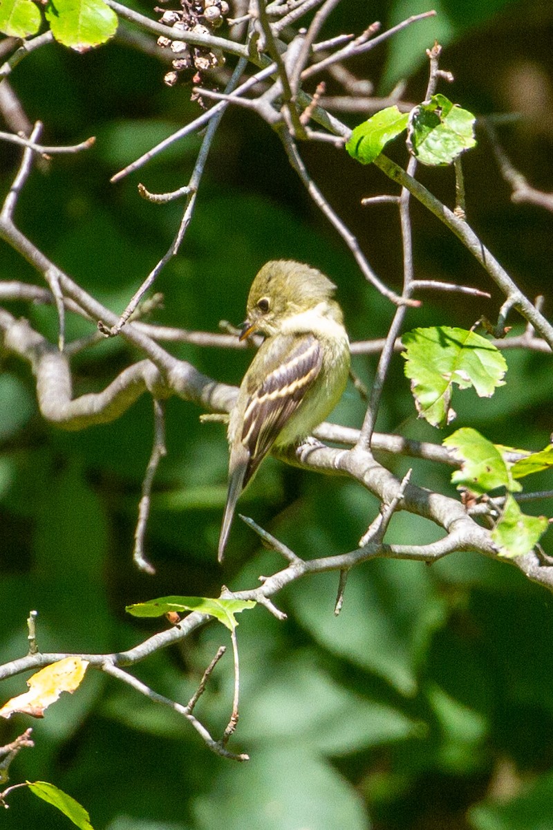 Yellow-bellied Flycatcher - Camille James