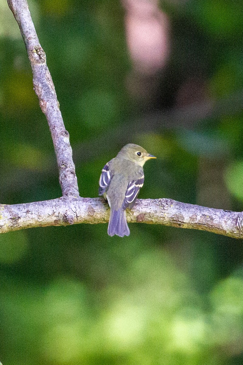 Yellow-bellied Flycatcher - Camille James