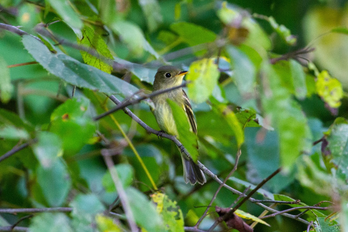 Yellow-bellied Flycatcher - Camille James