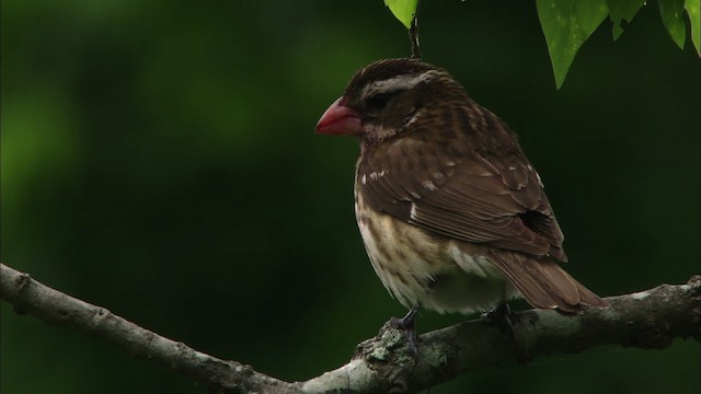 Rose-breasted Grosbeak - ML482212