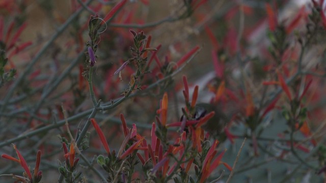 Costa's Hummingbird - ML482213