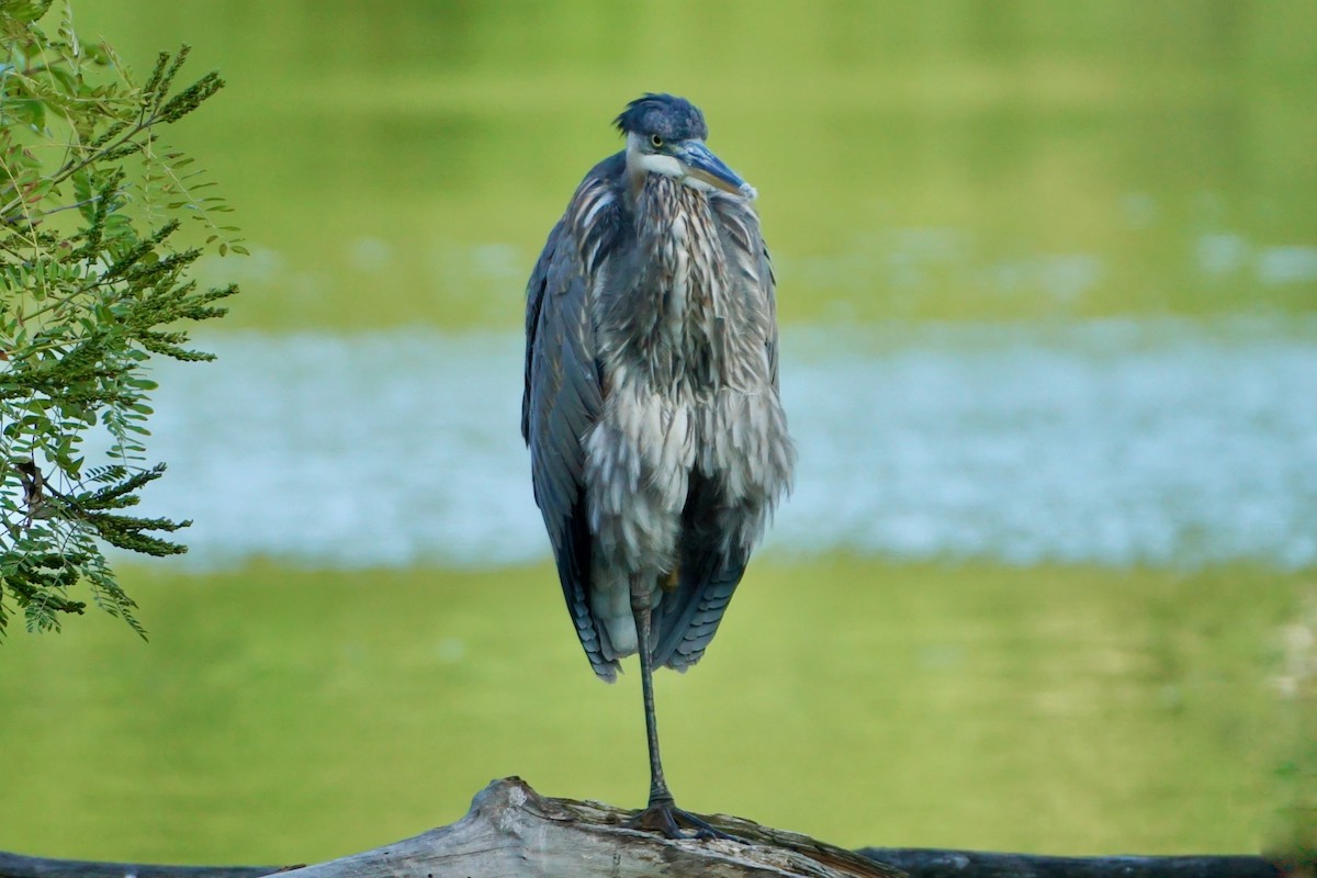 Great Blue Heron - Laura Sisitzky