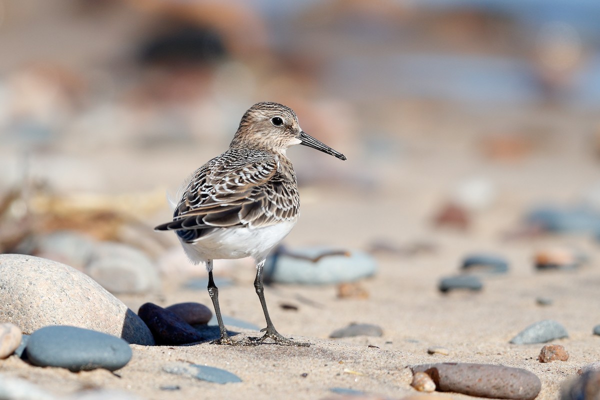 gulbrystsnipe - ML482216011