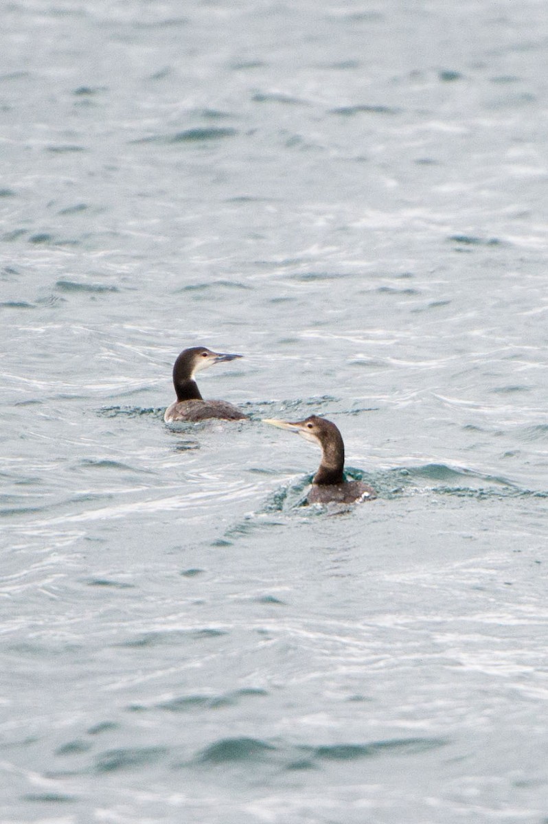 Yellow-billed Loon - ML48221651