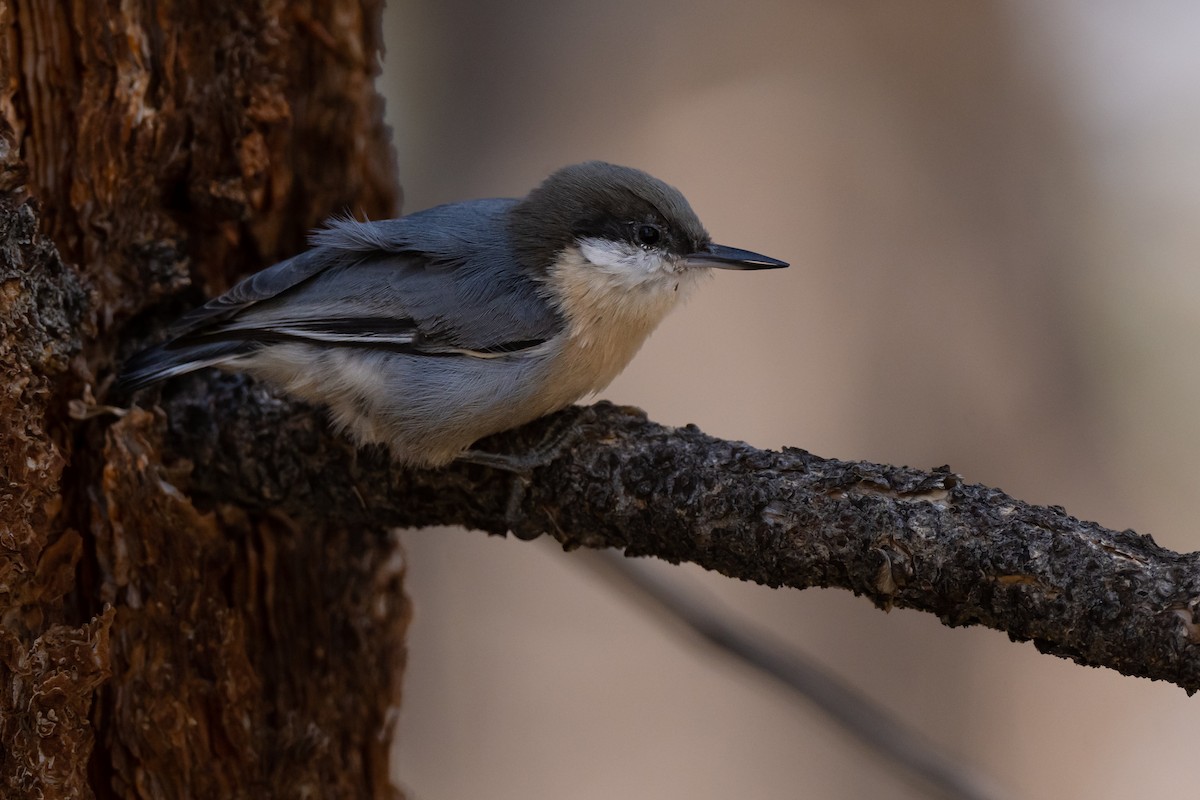 Pygmy Nuthatch - ML482216741