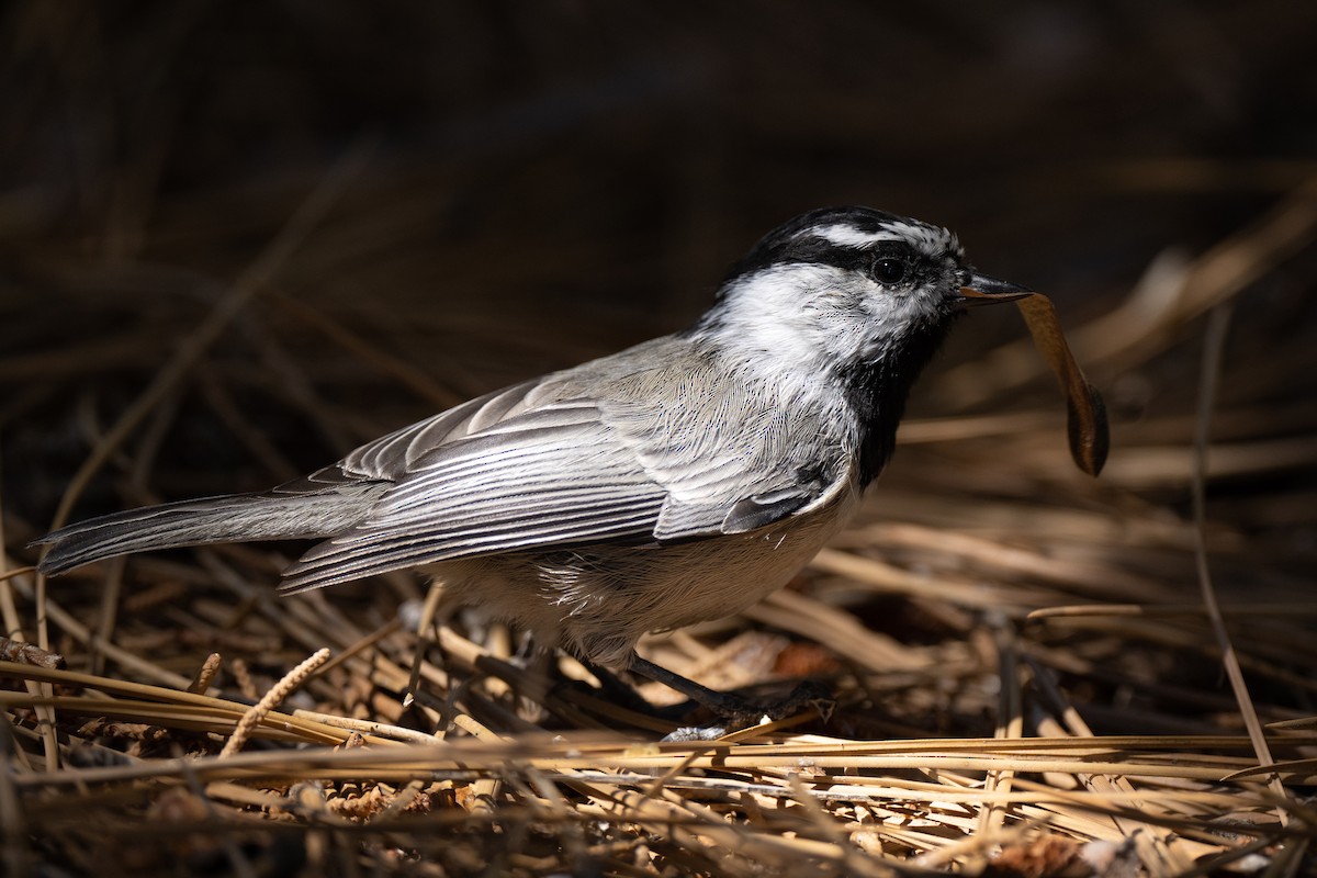 Mountain Chickadee - ML482216811