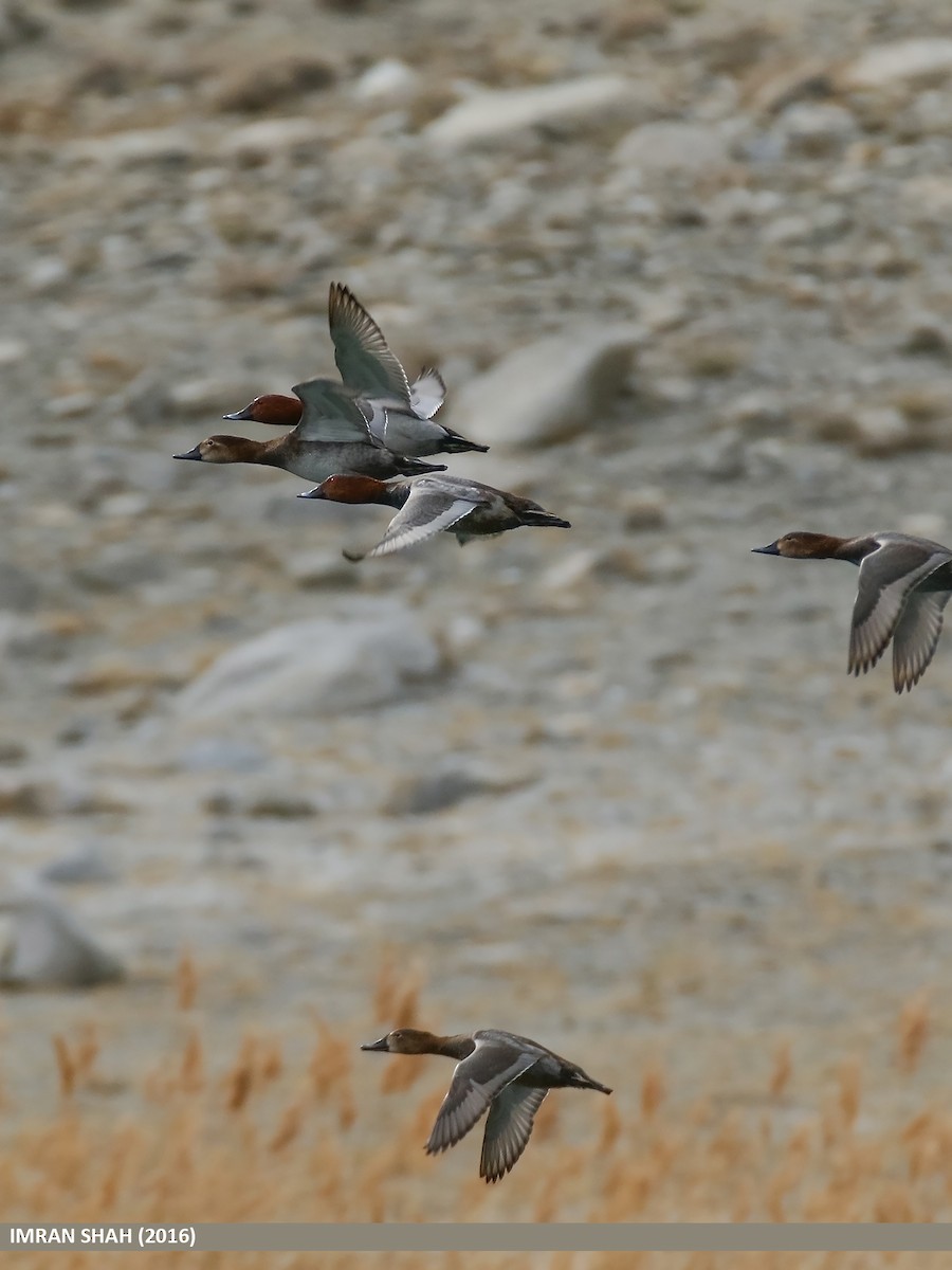 Common Pochard - ML48221781