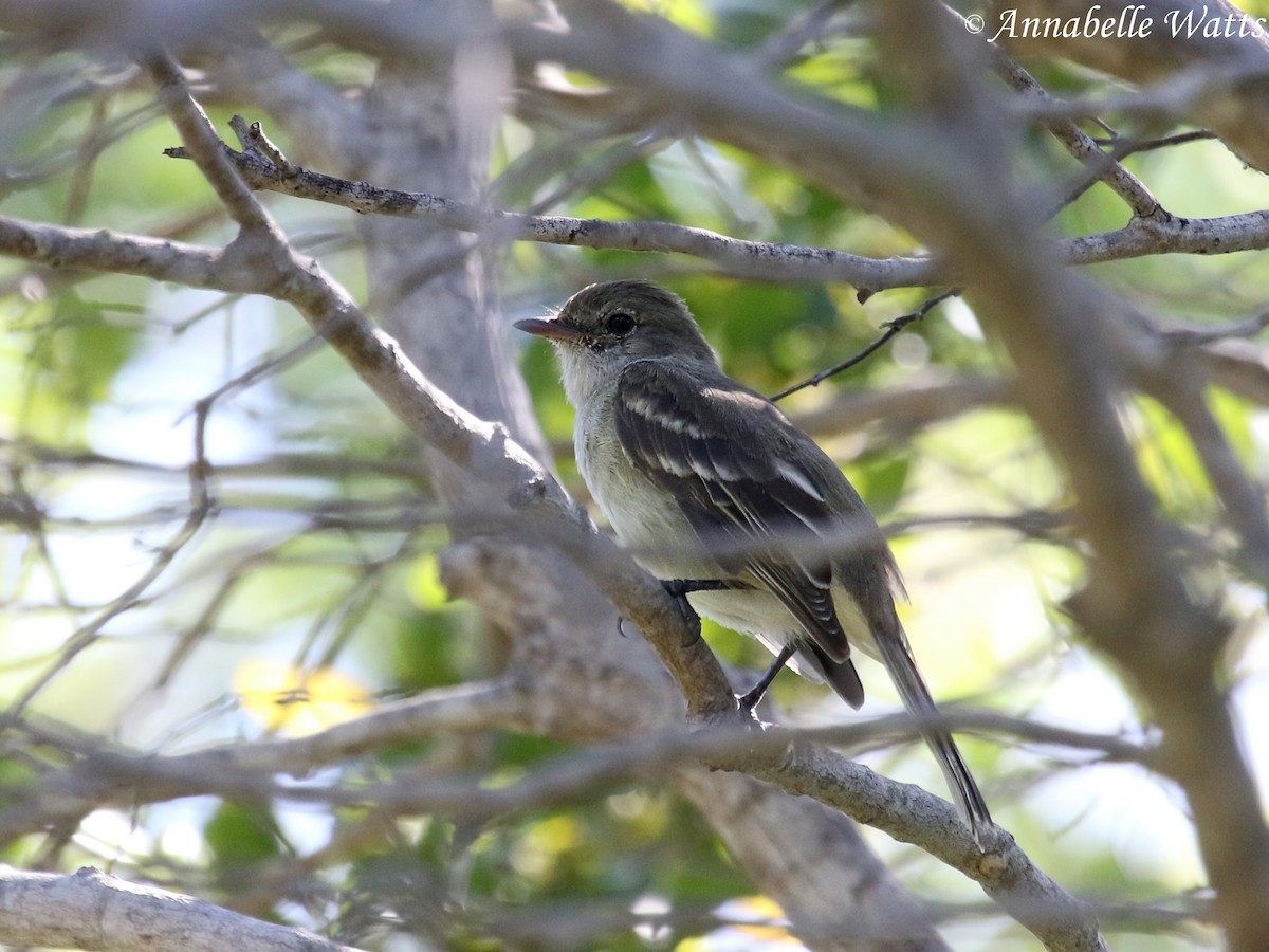 Caribbean Elaenia - Justin Watts