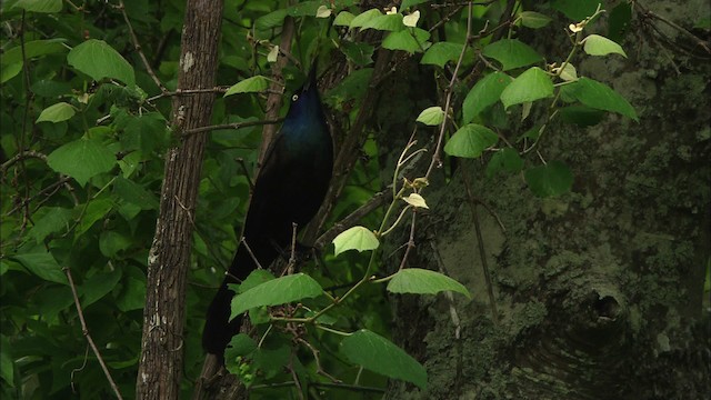 Common Grackle - ML482219