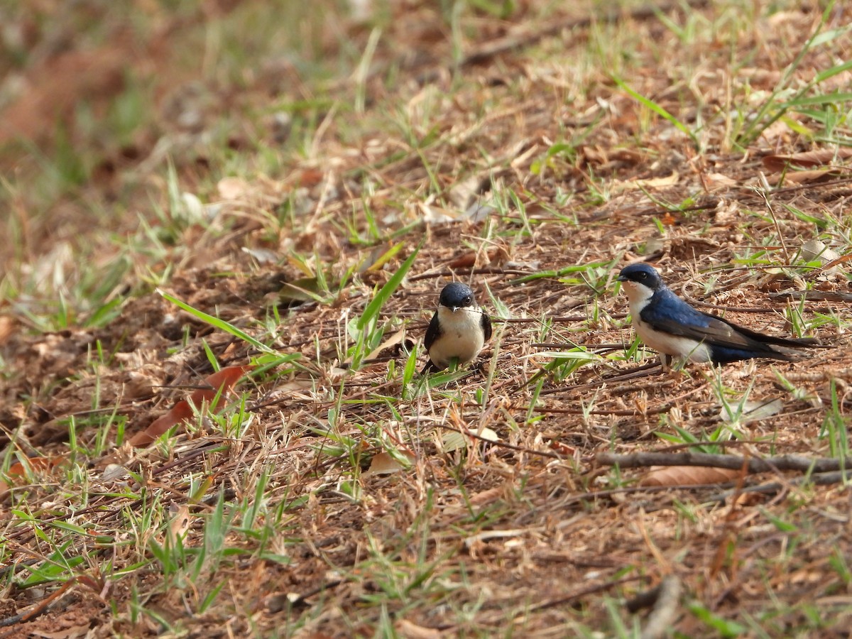 Blue-and-white Swallow - ML482219261