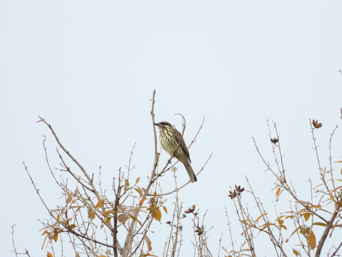 Streaked Flycatcher - ML482219621