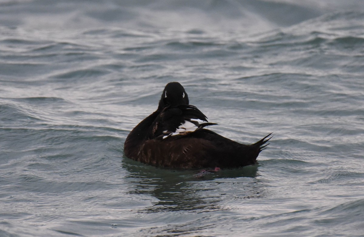 White-winged Scoter - ML482220511