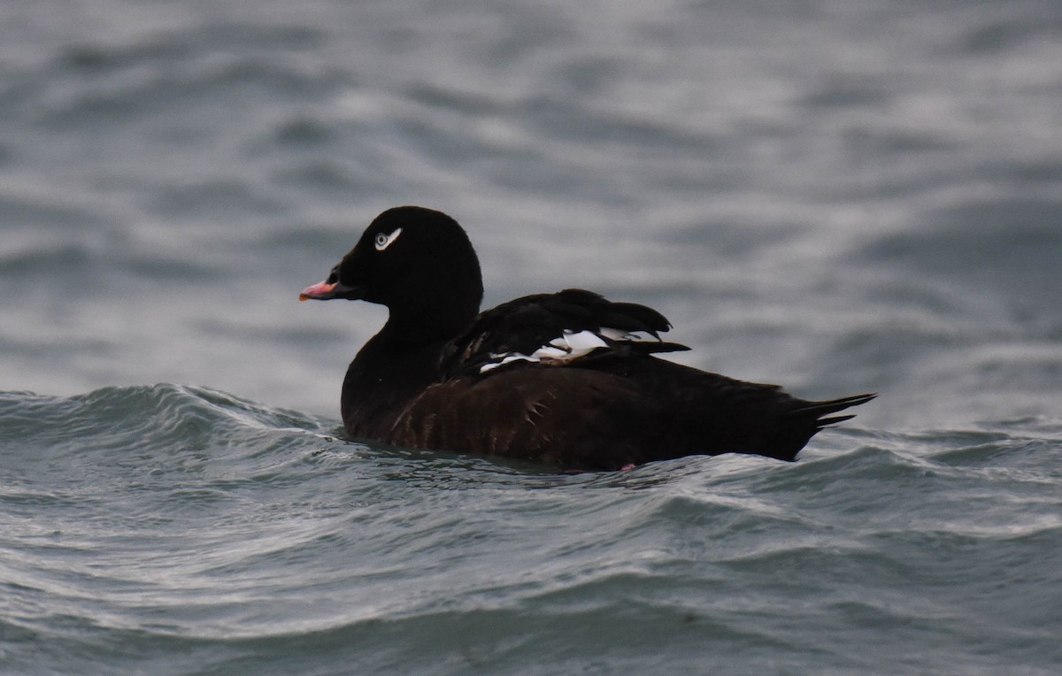 White-winged Scoter - ML482220531