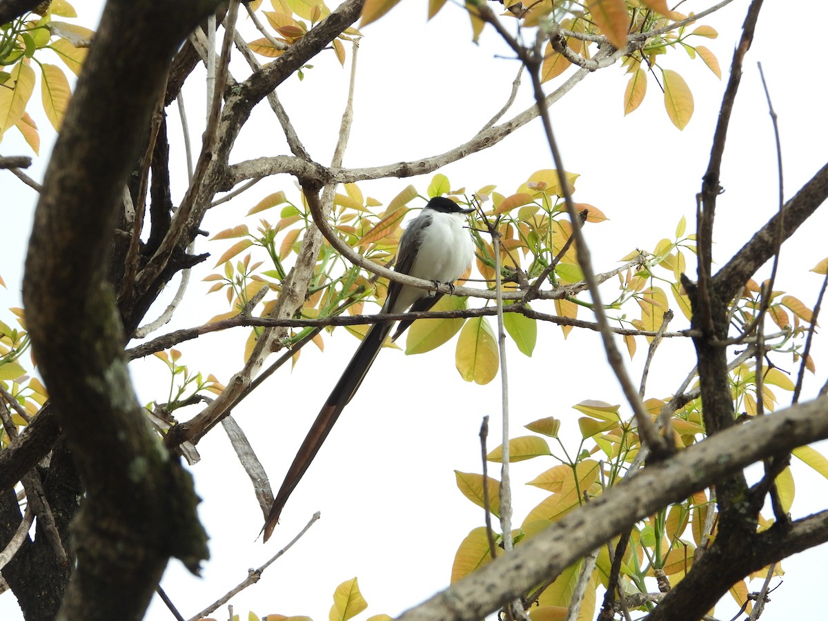 Fork-tailed Flycatcher (savana) - ML482220871