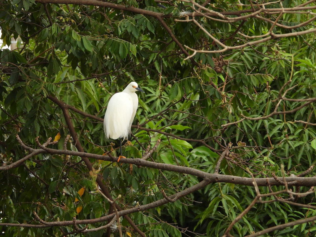 Snowy Egret - ML482221161