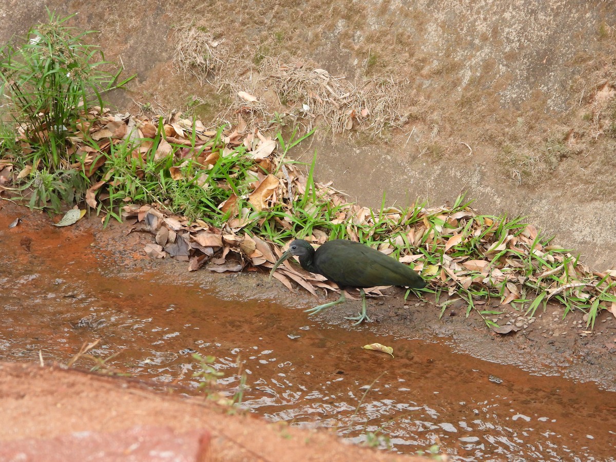 Green Ibis - Guilherme Lessa Ferreira