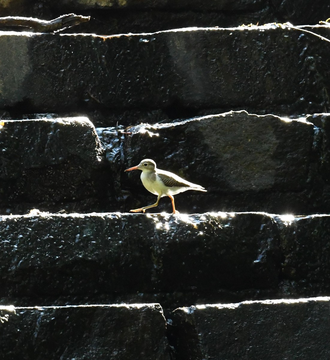 Spotted Sandpiper - ML482221351