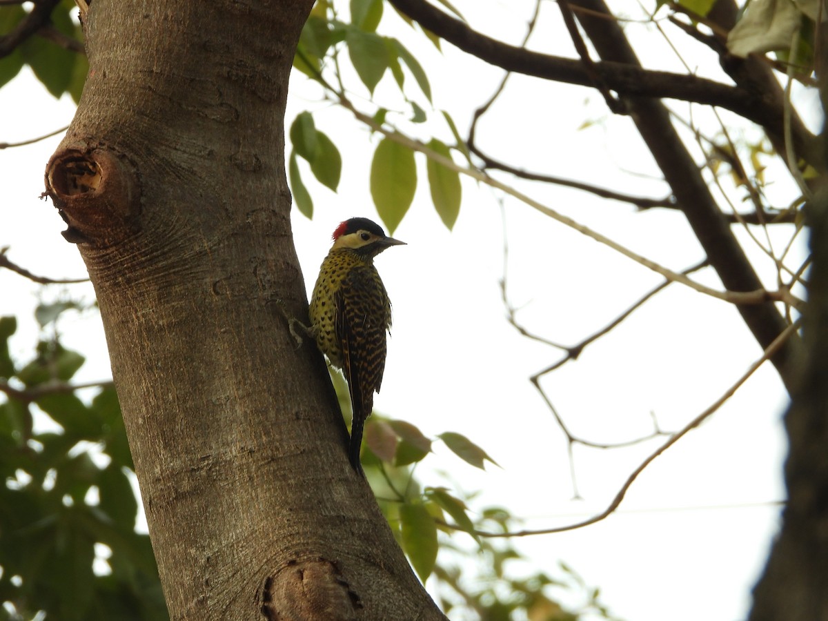 Ochre-collared Piculet - ML482221501