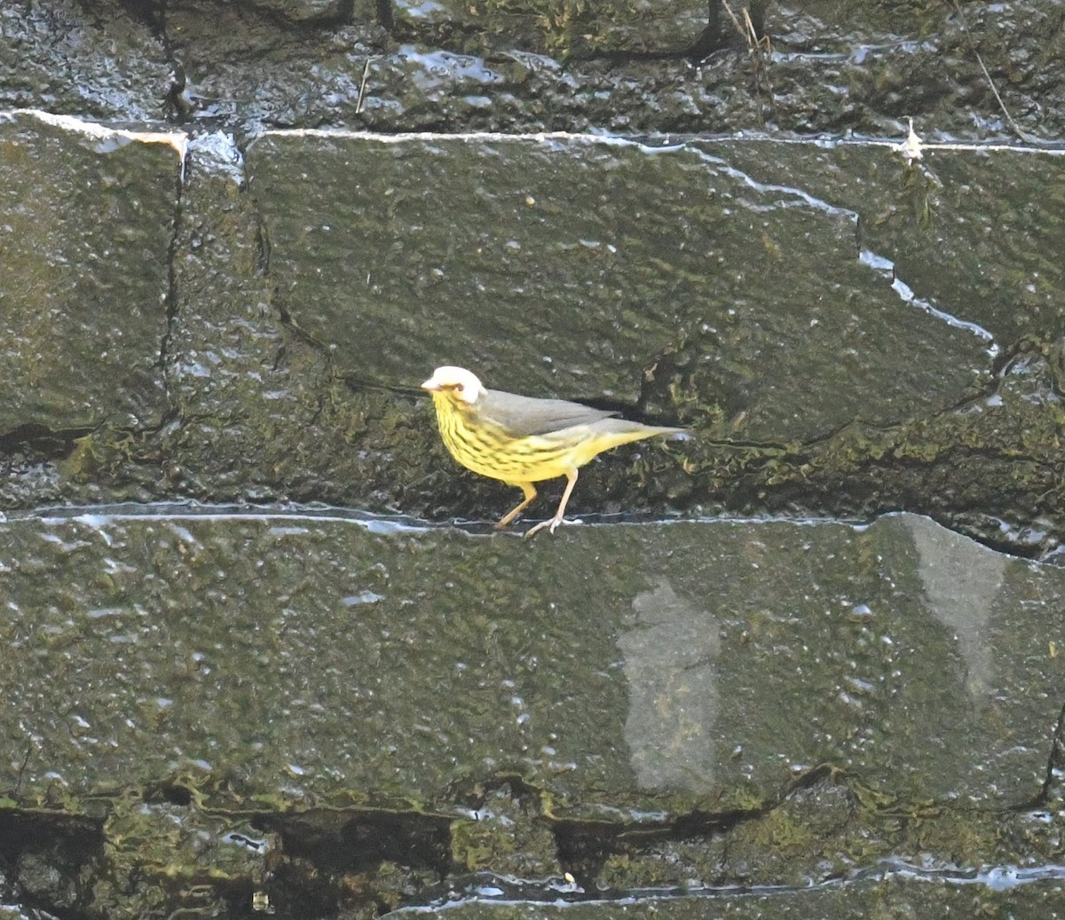 Northern Waterthrush - ML482221551