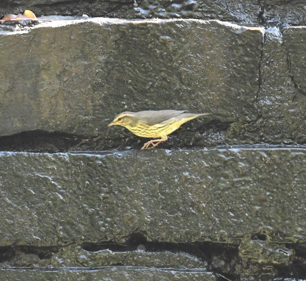 Northern Waterthrush - Cindy Stacy