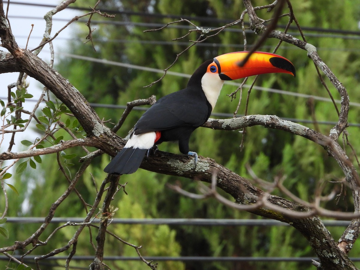 Toco Toucan - ML482221931