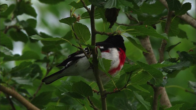 Rose-breasted Grosbeak - ML482222