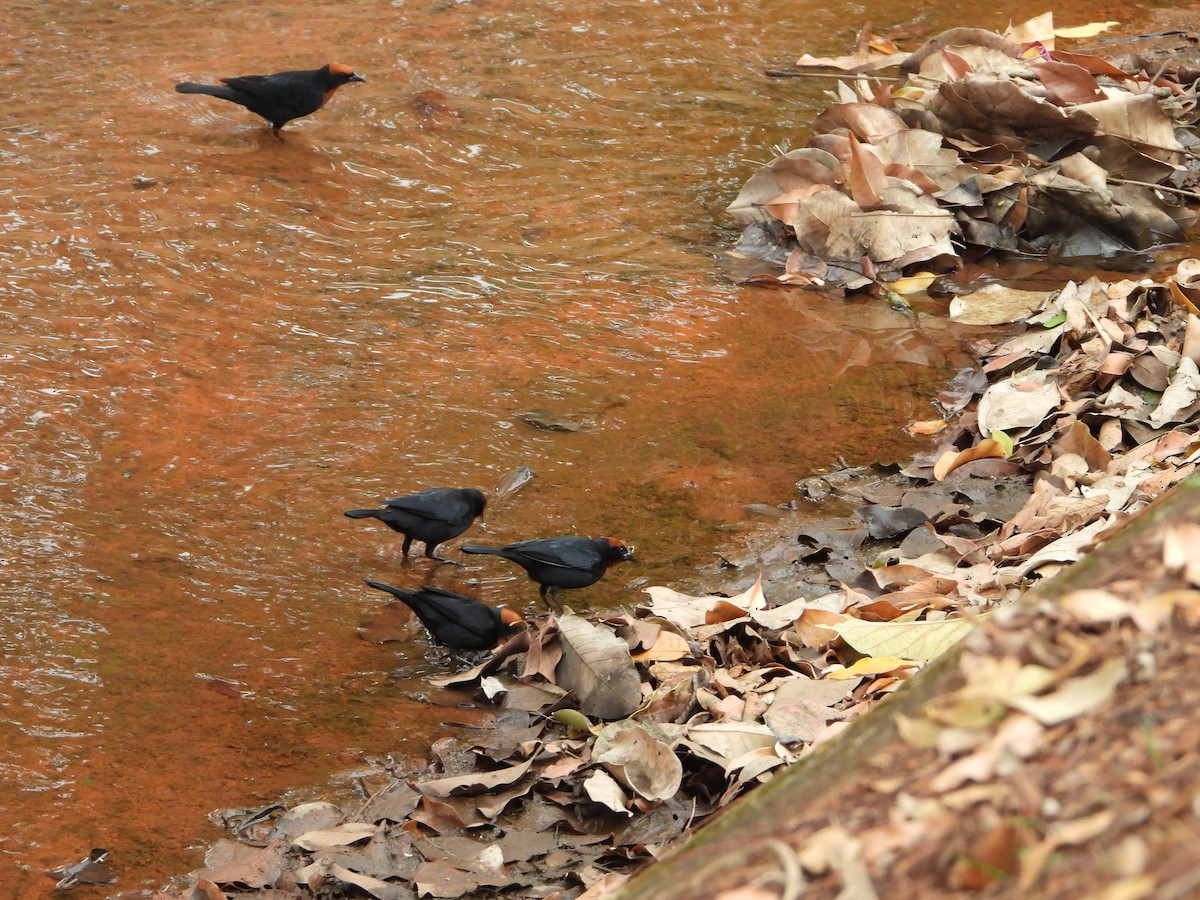 Chestnut-capped Blackbird - ML482222621