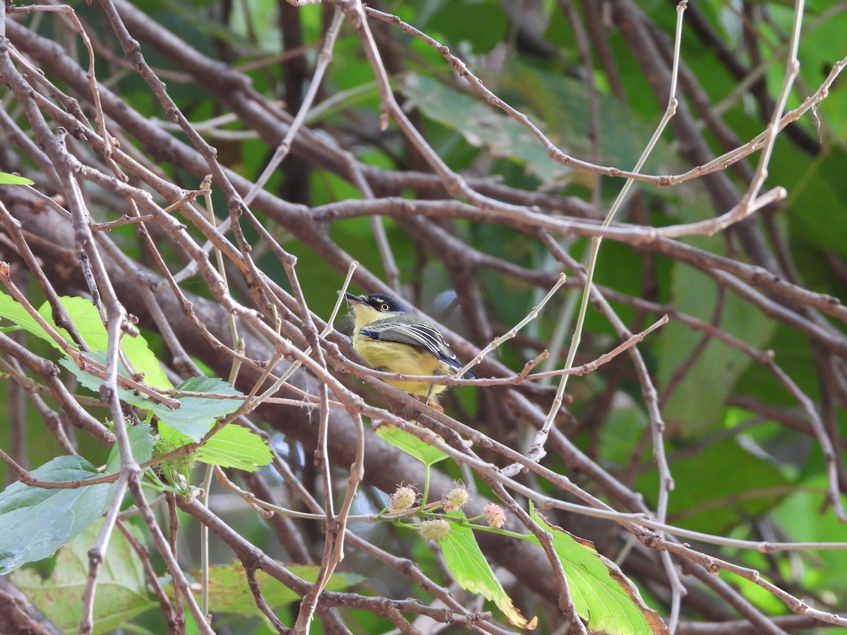 Common Tody-Flycatcher - ML482222761