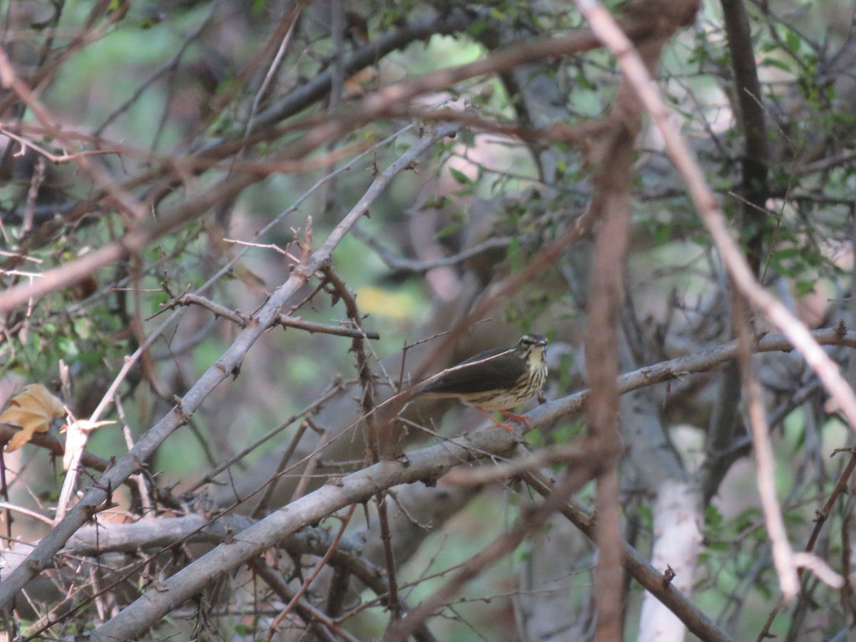 Louisiana Waterthrush - ML482222871