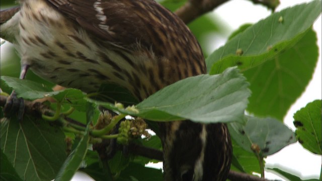 Rose-breasted Grosbeak - ML482223