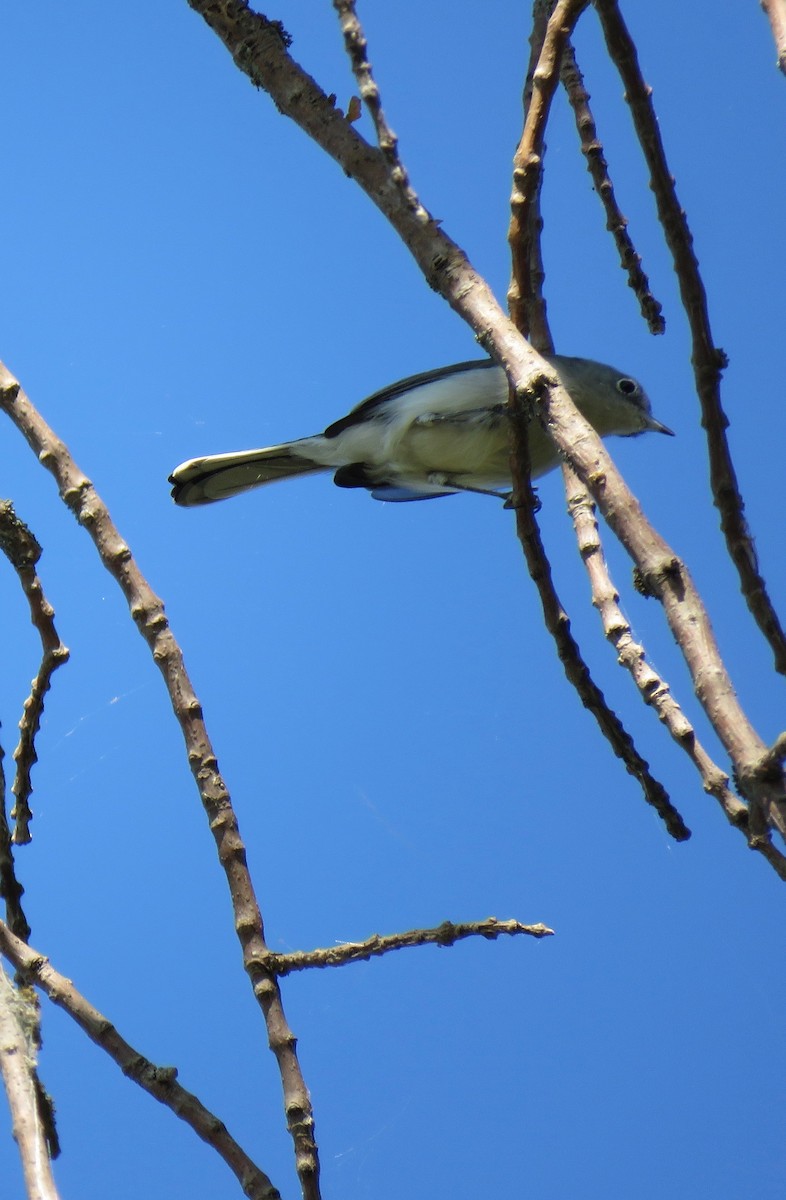 Blue-gray Gnatcatcher - ML482223591