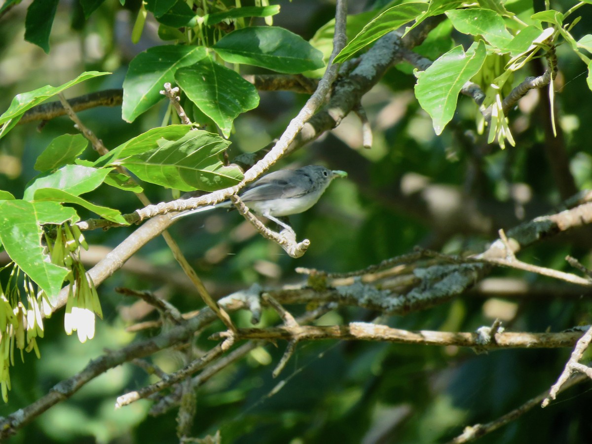 Blue-gray Gnatcatcher - ML482223611