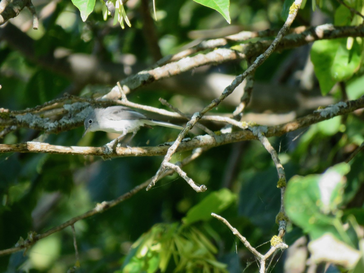 Blue-gray Gnatcatcher - ML482223631