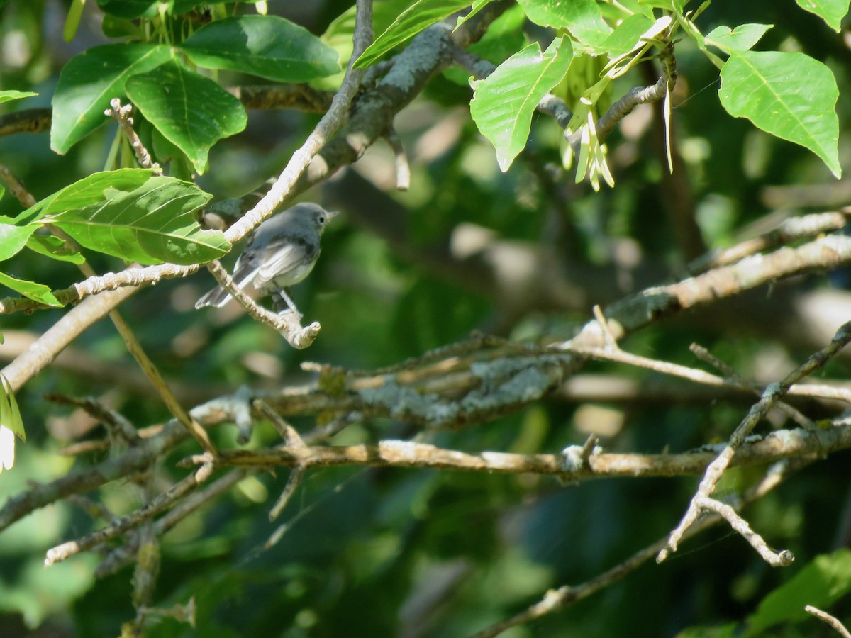 Blue-gray Gnatcatcher - ML482223651