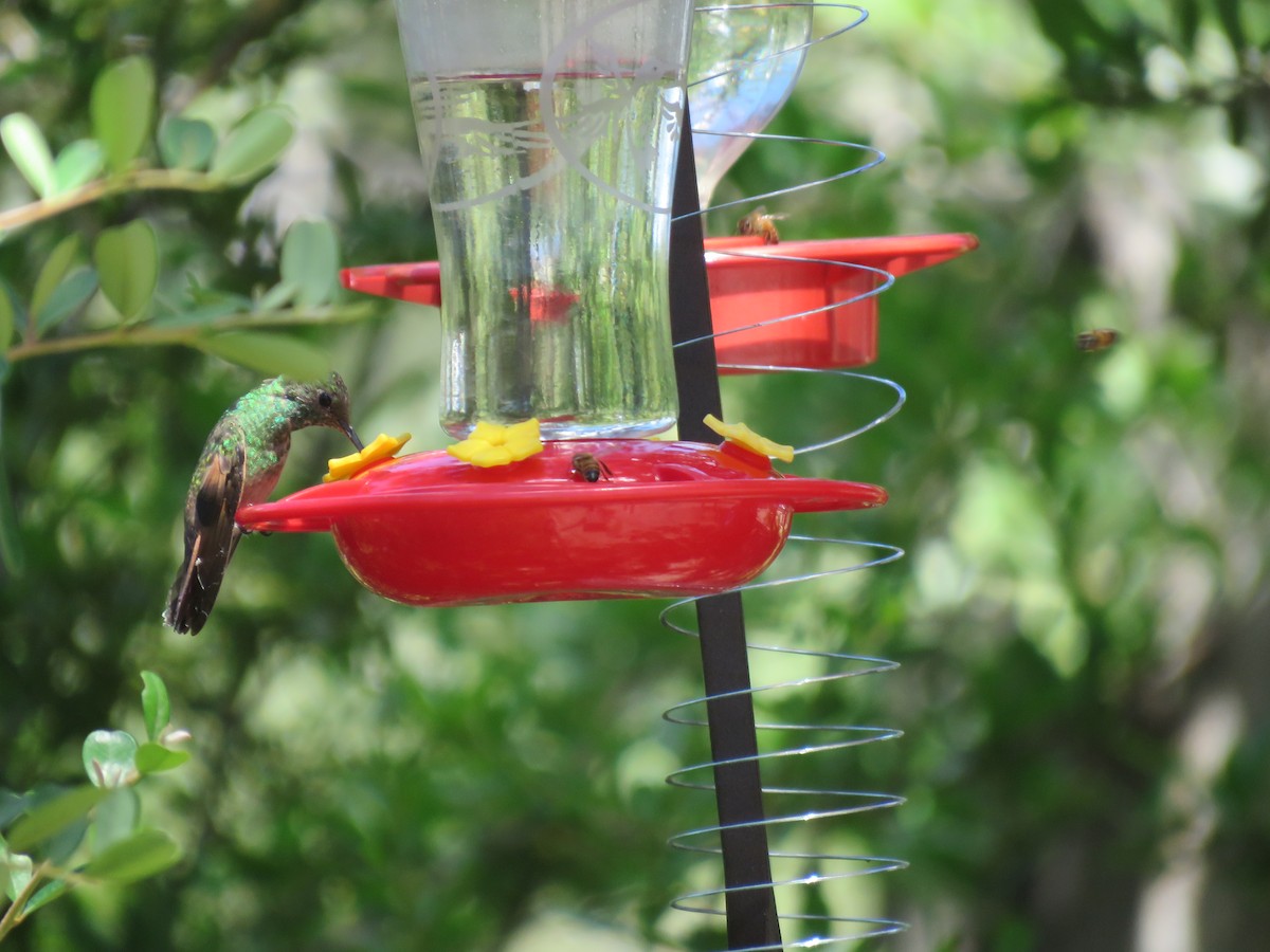 Berylline Hummingbird - ML482223751