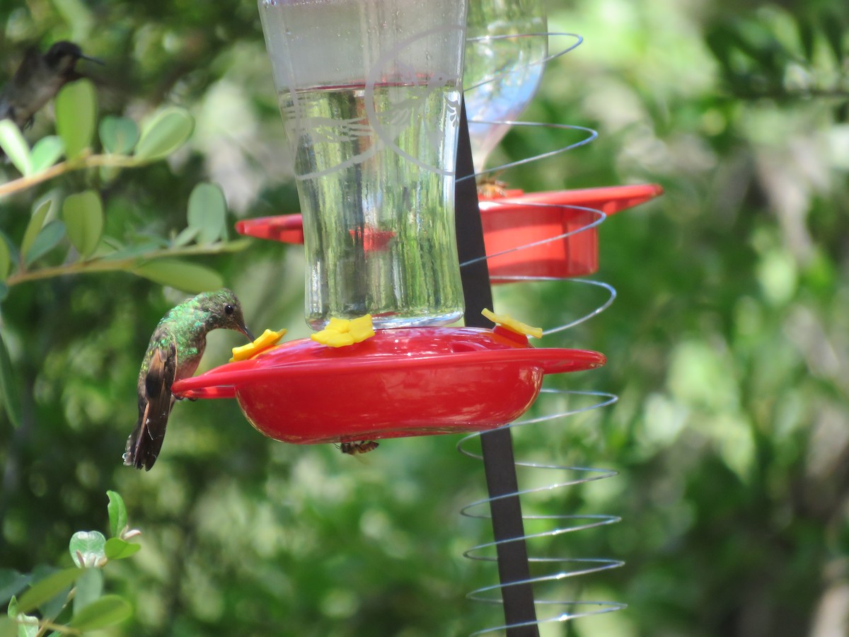 Berylline Hummingbird - ML482223771