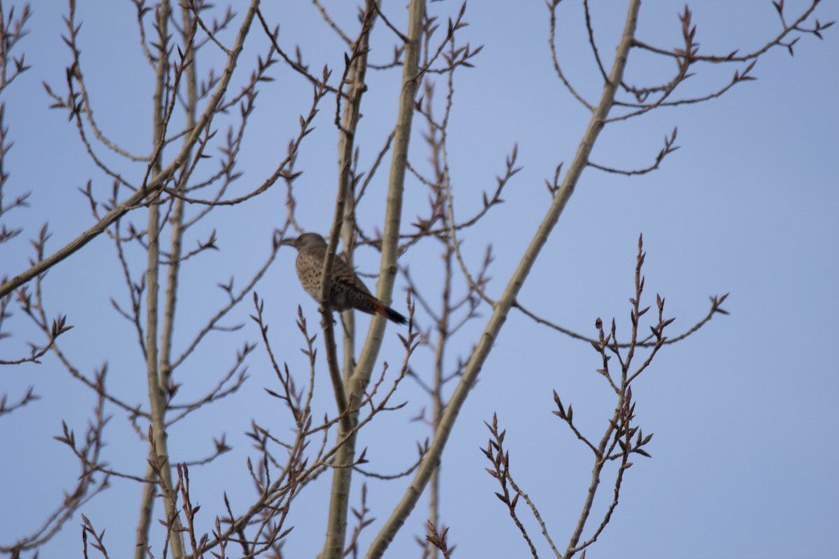 Northern Flicker - ML48222381