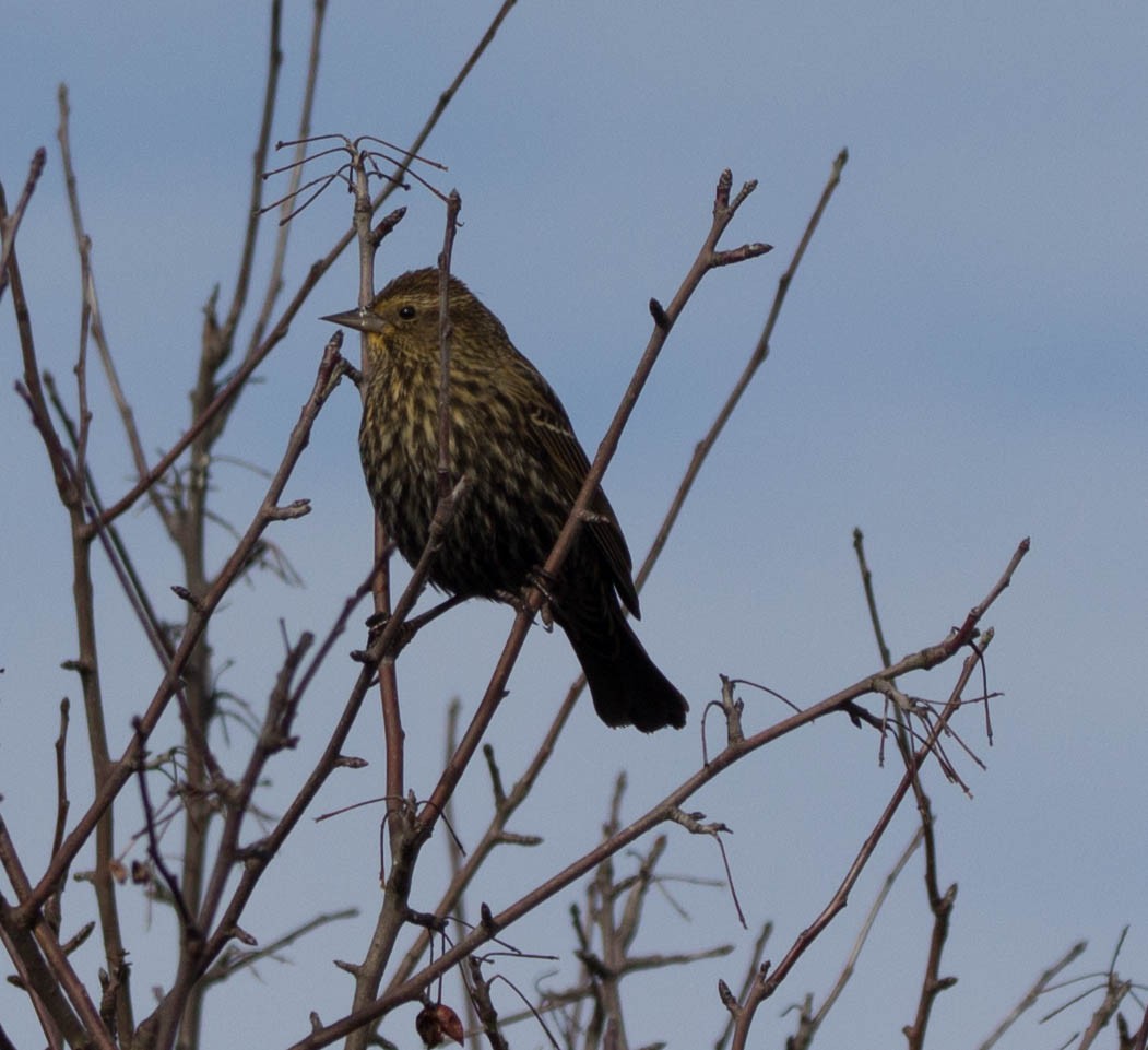 Red-winged Blackbird - ML48222401