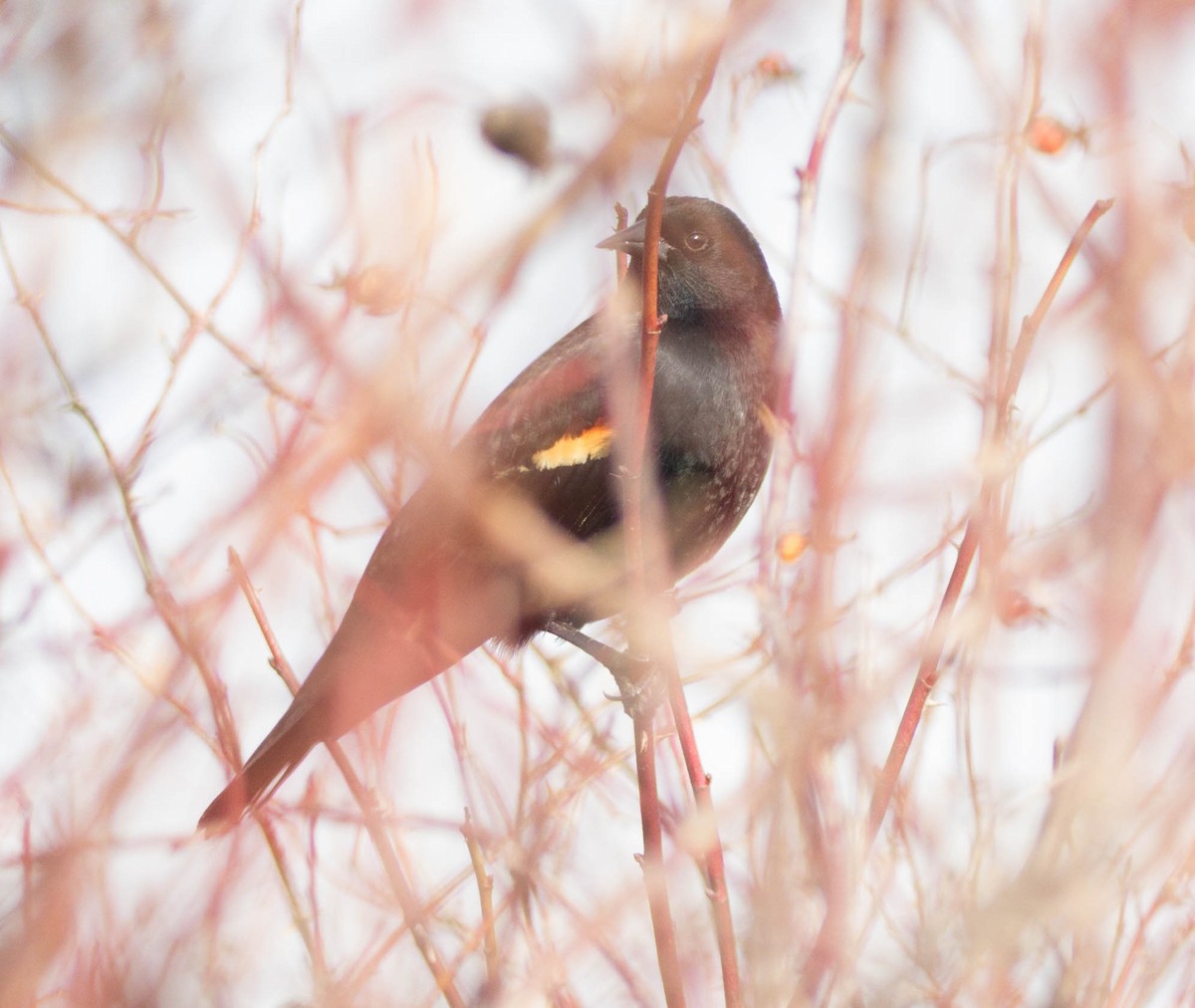 Red-winged Blackbird - ML48222411