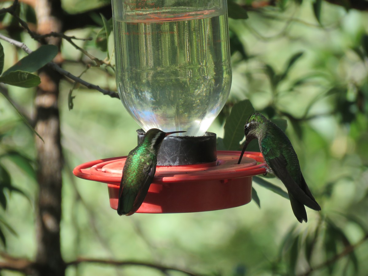 kolibřík bělouchý - ML482224461