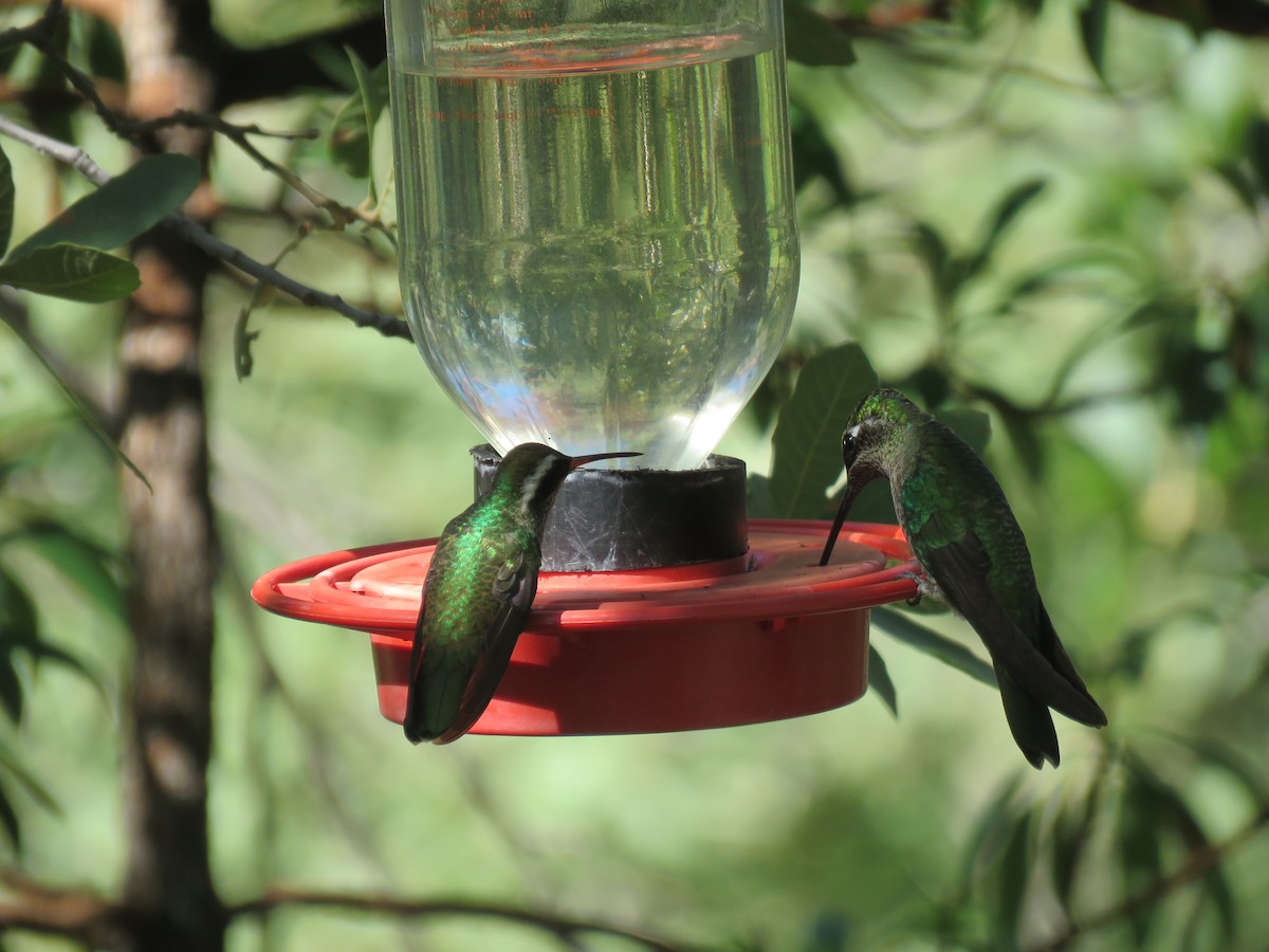 White-eared Hummingbird - ML482224461