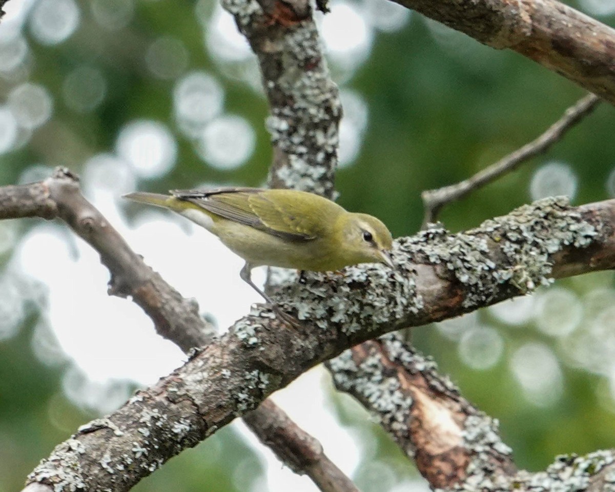 Tennessee Warbler - ML482224481