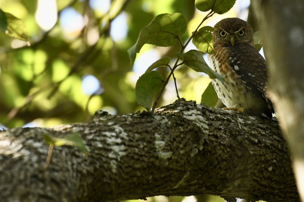 Cuban Pygmy-Owl - ML482224671