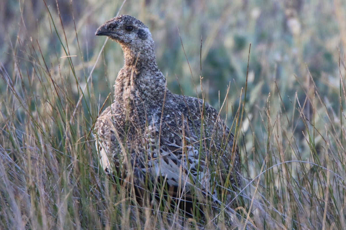 Greater Sage-Grouse - ML482224971