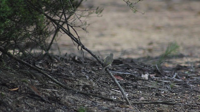 Yellow-faced Honeyeater - ML482225