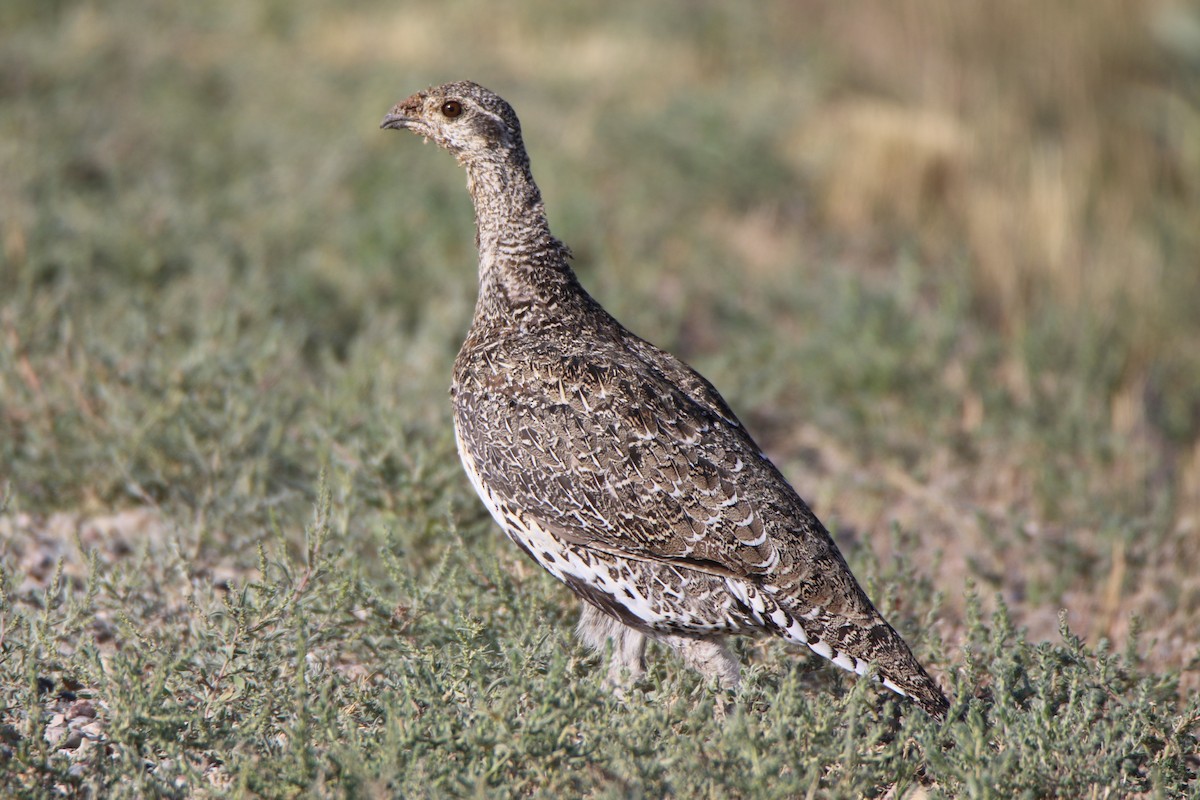 Greater Sage-Grouse - ML482225321