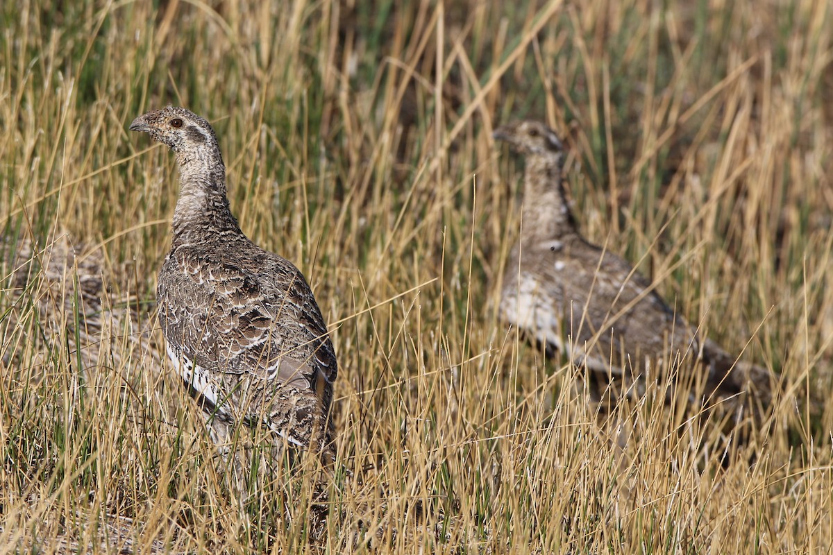 Greater Sage-Grouse - ML482225331