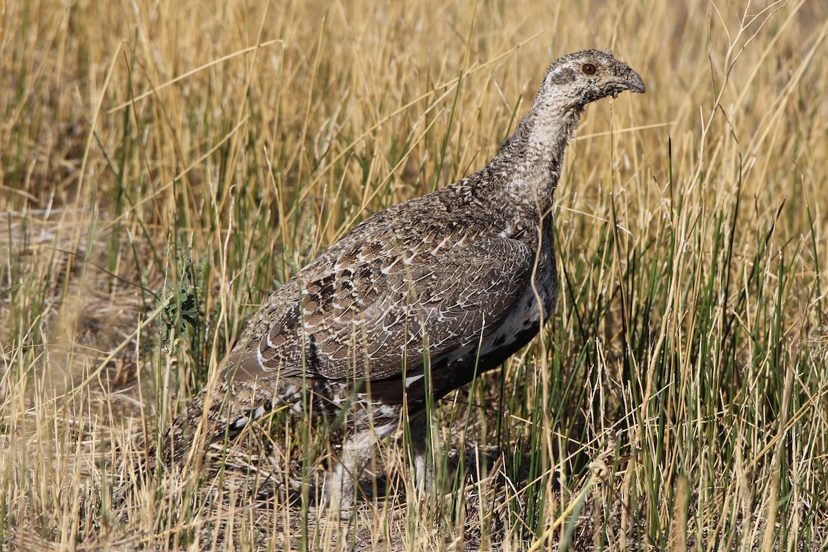 Greater Sage-Grouse - ML482225341