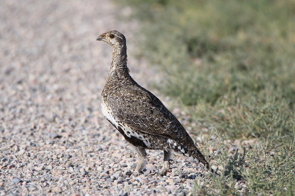 Greater Sage-Grouse - ML482225351