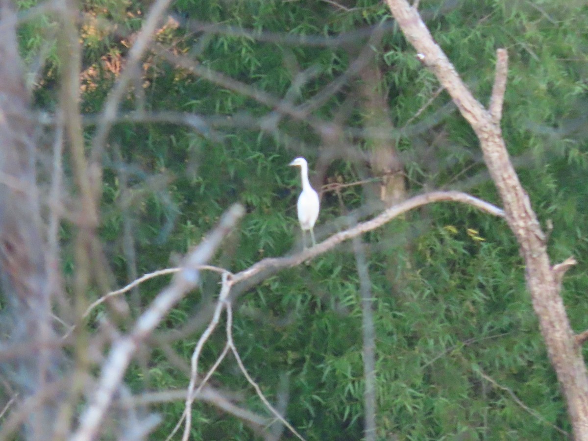 Little Blue Heron - ML482225441